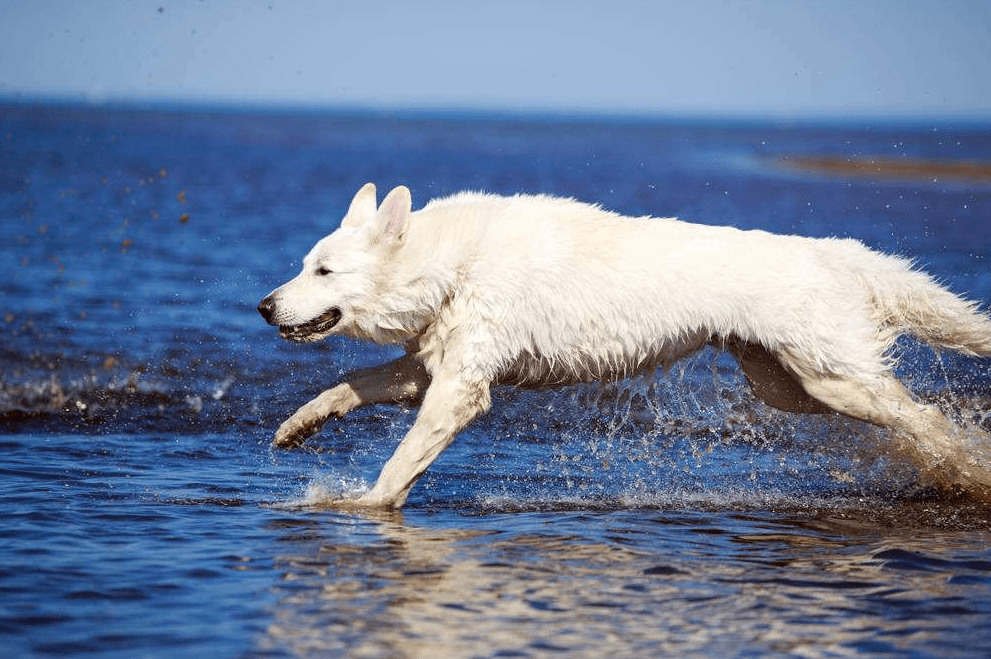 白色瑞士牧羊犬的由来是怎样的?它忠诚专一,也是德牧的一种