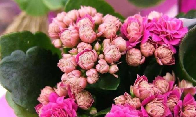 室内养什么花最好旺财 65864e32b13c427d9ed79260d2a4b480.jpeg