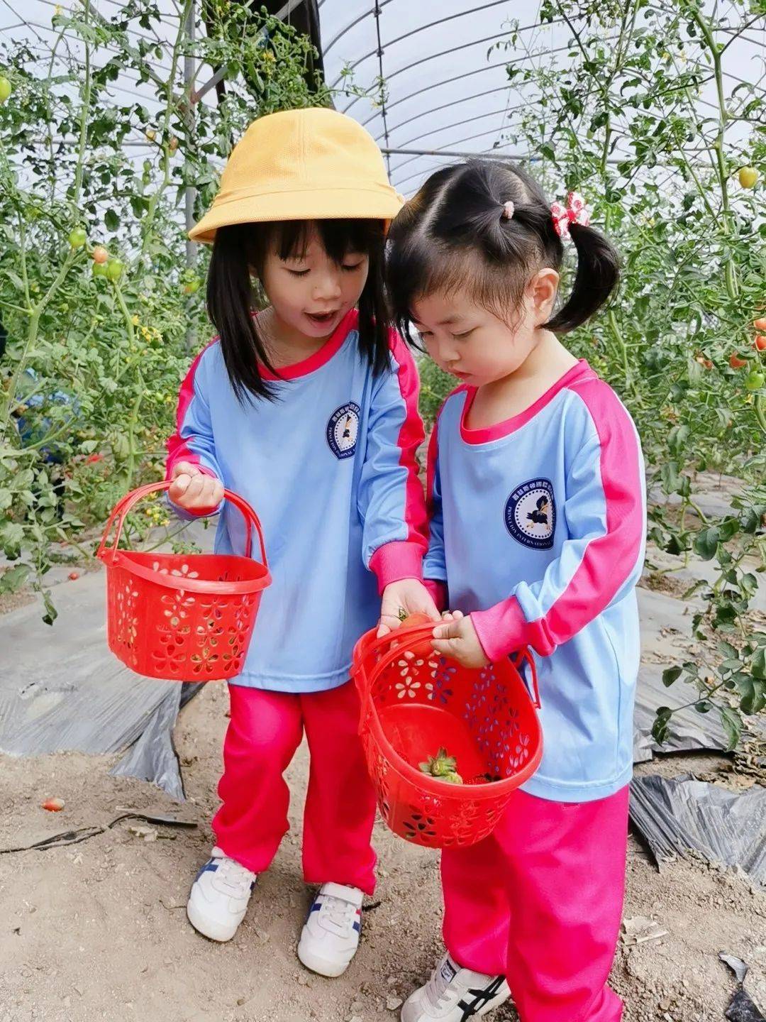 普林斯顿森林国际幼儿园草莓采摘_自然教育课程采摘活动_北京 普林斯顿国际幼儿园