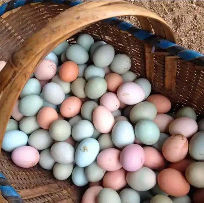 我们养的跑山鸡会下彩色鸡蛋,速来围观!