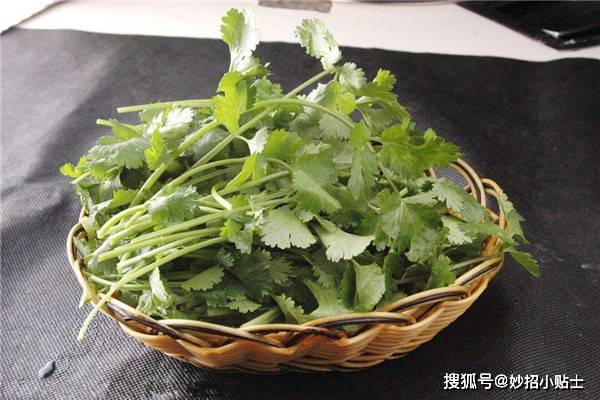 香菜怎么保存好呢 1bf73bf8a81d488a8f0d2ebe58555e7b.jpeg