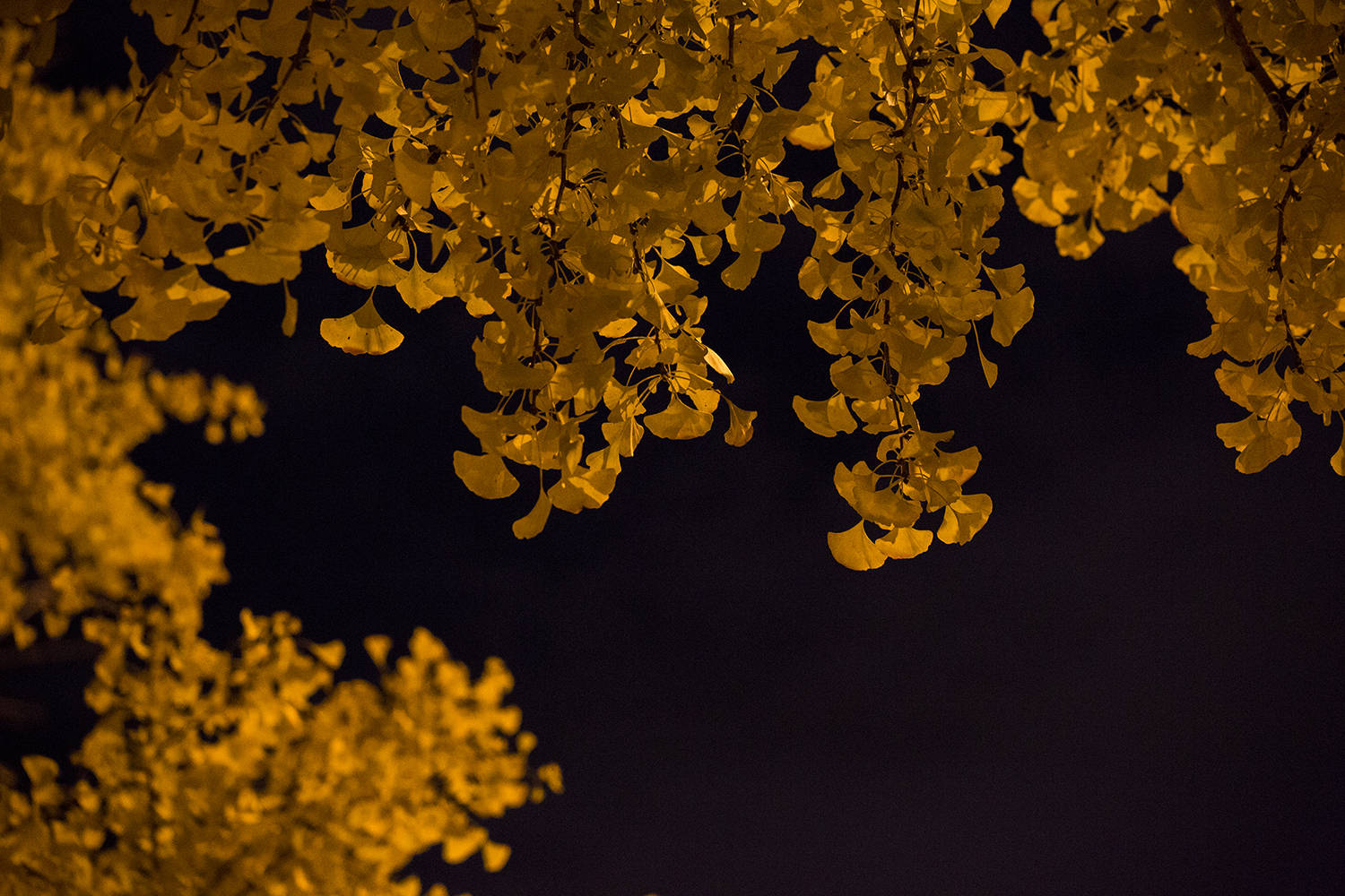 摄影:夜晚的银杏,留住这一抹秋韵