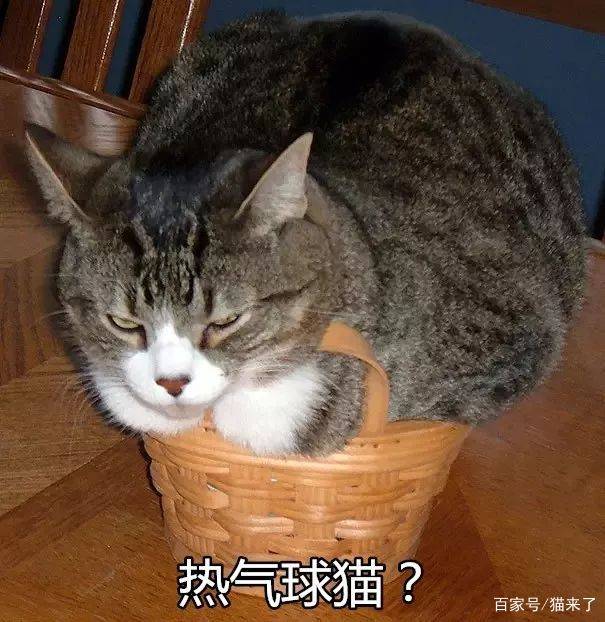 原创一根猫一杯猫一条猫一滩猫网友们为这个事吵翻了