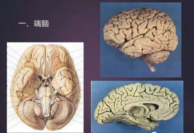 今日详细解读基础 头颅应用解剖_面部