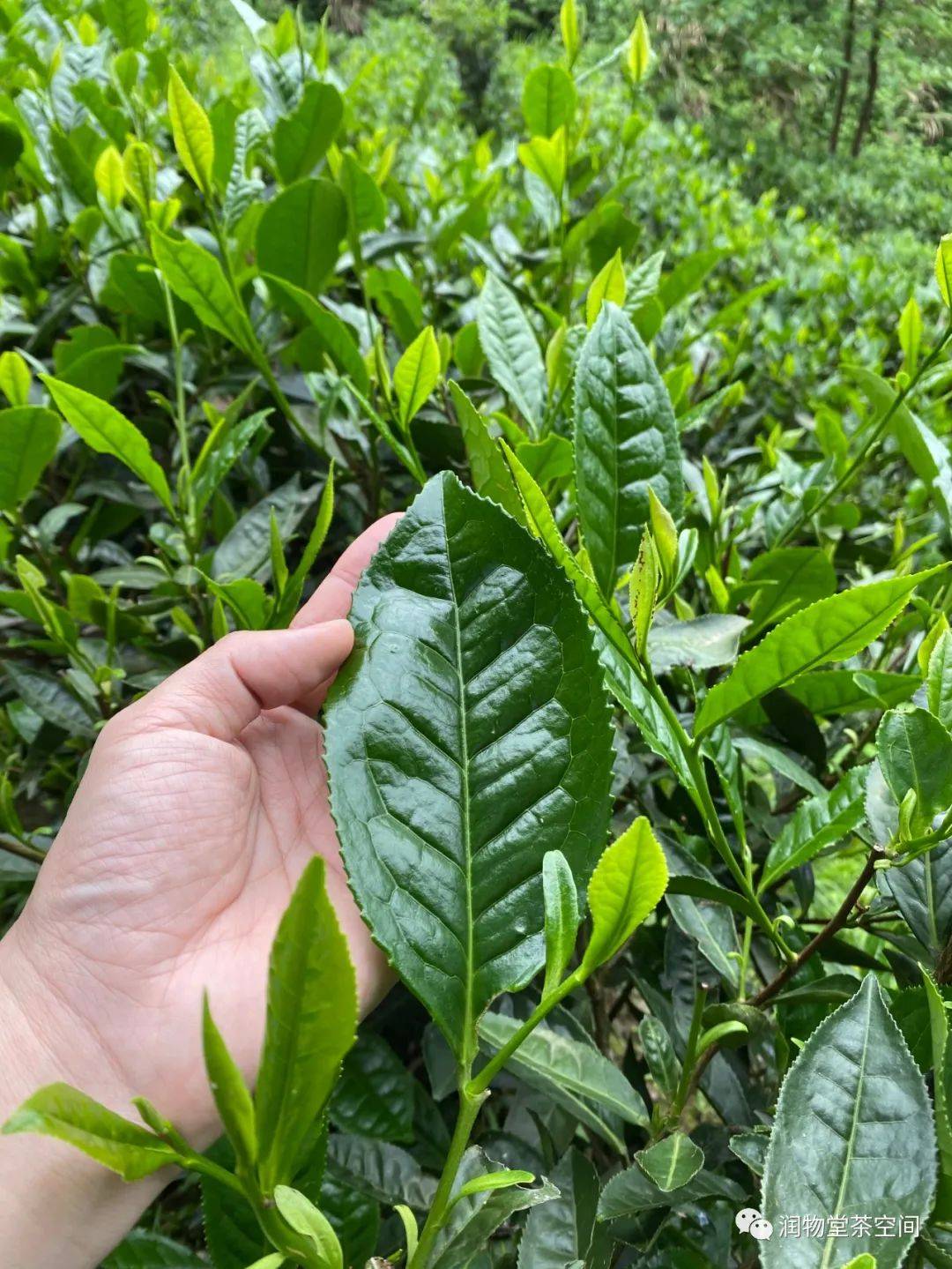 只有黄山太平地区独有的柿大叶种茶树才能制作出两叶抱一芽,泡开后长