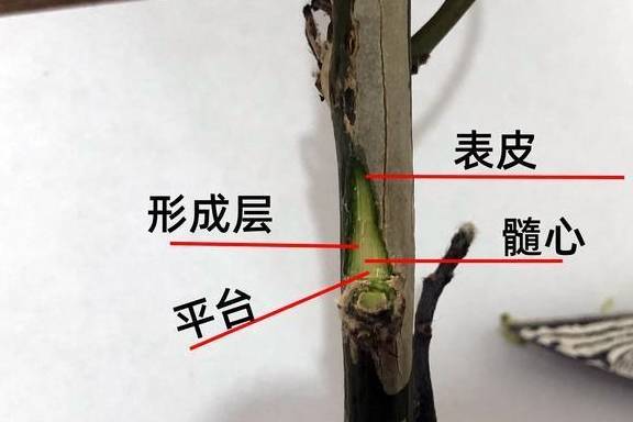 靠接法:叶仙嫁接解剖图,蟹爪兰分分钟飞上天,简单操作