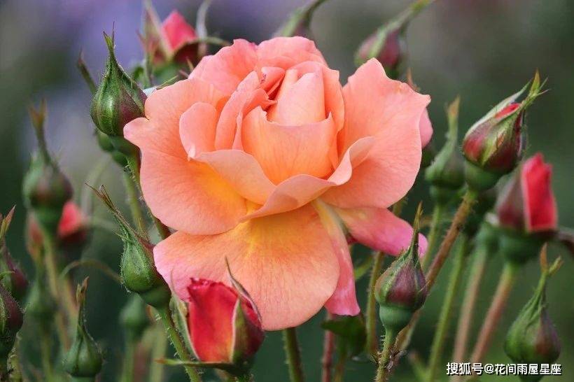 2020年星座桃花排名_2021年桃花运最好的星座排名