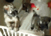 搞笑gif段子:主人,你这脚多久没洗了?我都没猫脸见人了!