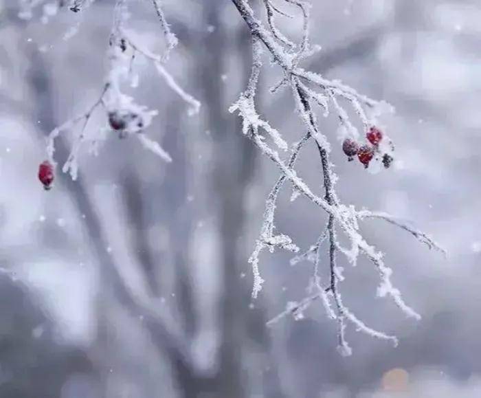 霜雪吹满头,也算是白首_手机搜狐网