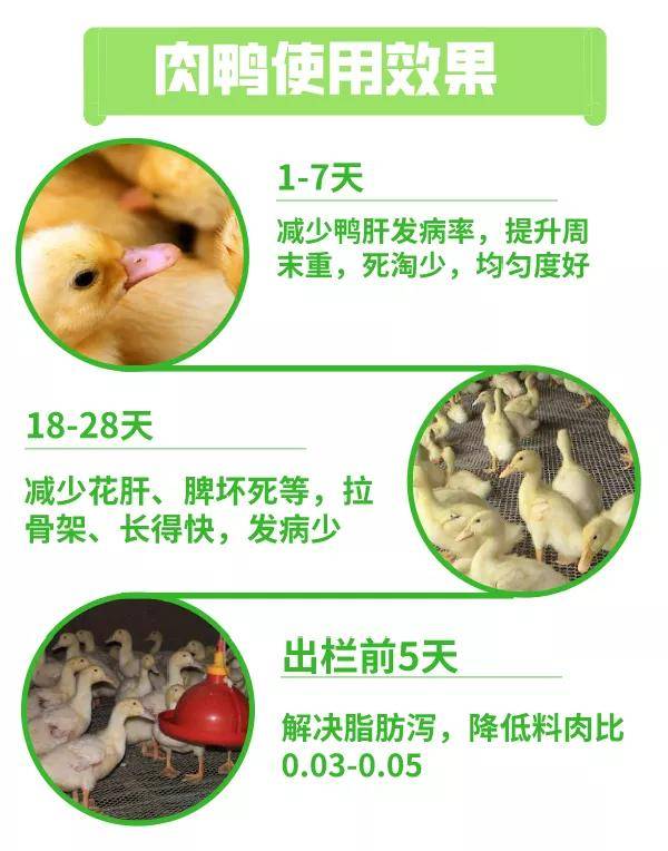 史无前例价值1125元肉禽专用胆汁酸免费领够用一批鸡限额100名