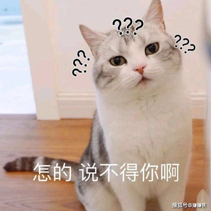 可爱表情包图片:猫咪愣住,可以闭上狗嘴了