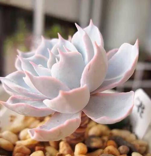 多肉怎么养才能服盆 70da41d47831412fa16c5831b74a4f5b.jpeg