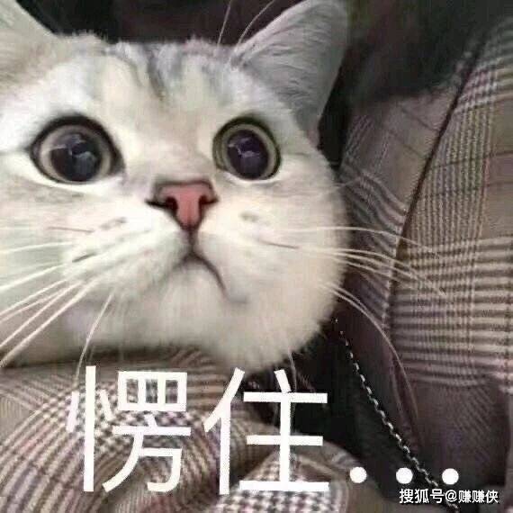 可爱表情包图片:猫咪愣住,可以闭上狗嘴了