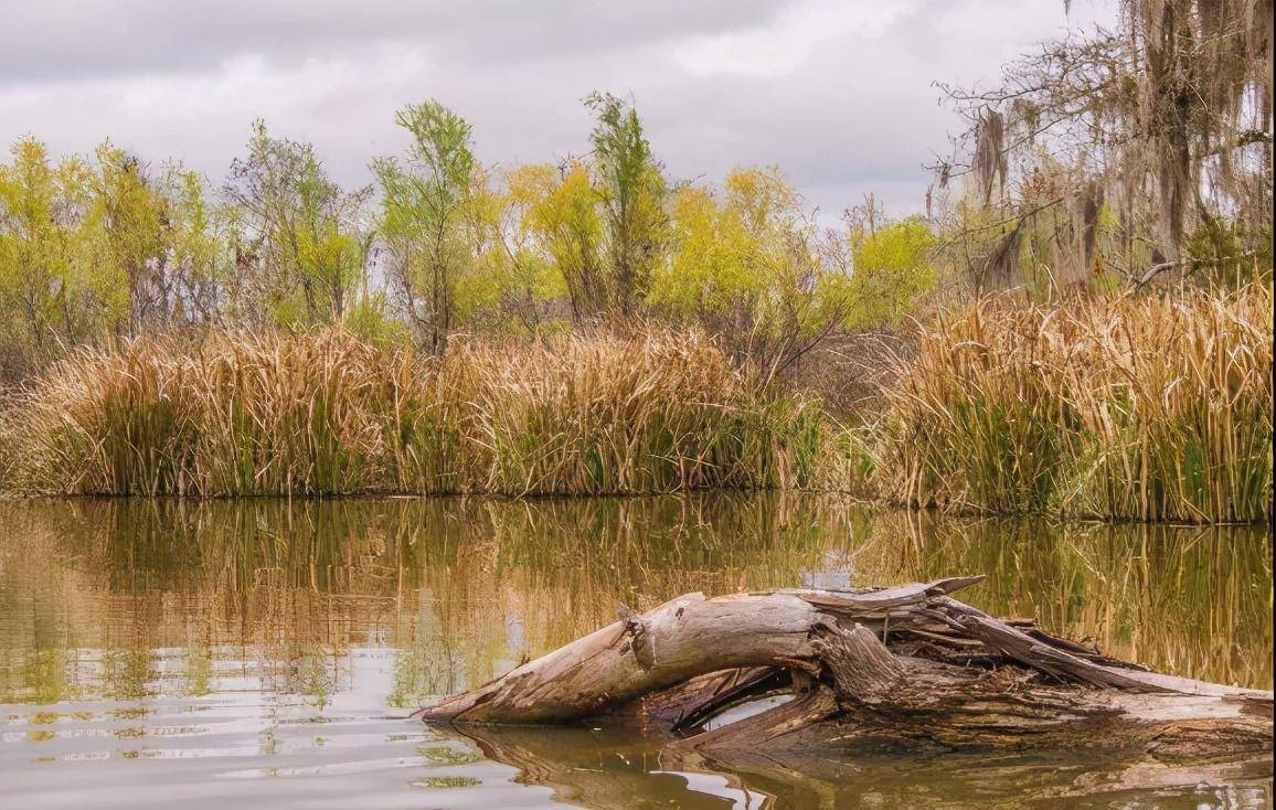 水生木什么含义 d56979b3d3a64f8cbfa64f116b87c76c.jpeg