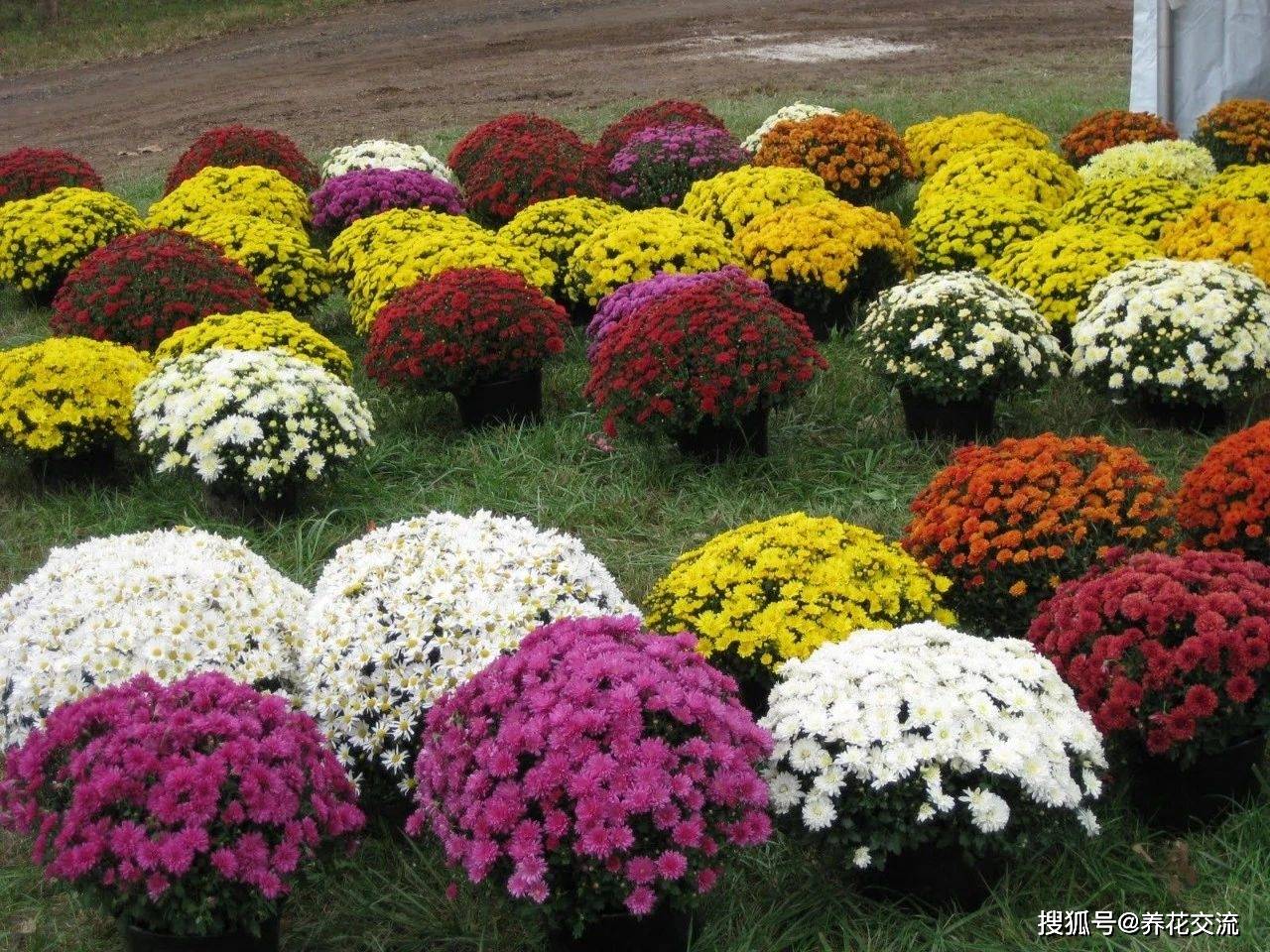 盆栽花图解教程 d868a1016e614e59977752461d1f15b2.jpeg