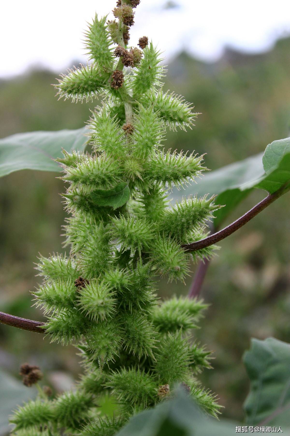 苍耳,双子叶植物纲桔梗目菊科苍耳属,一年生的草本植物.