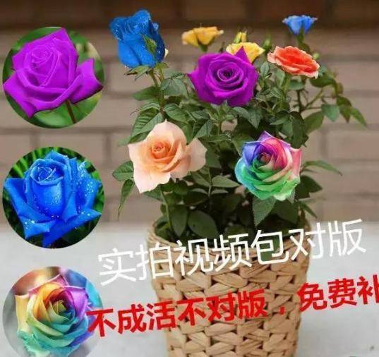 0d77b262ab3c41ab80c882d59dd494db.jpeg
