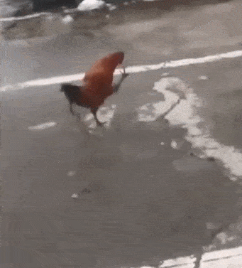 原创搞笑gif段子没想到你是这样的毒液女