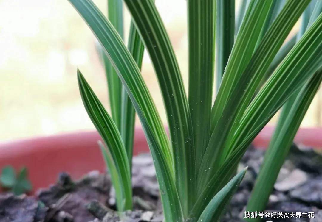 小雪种植兰花,定根水什么时候浇?这样说就明白了_手机