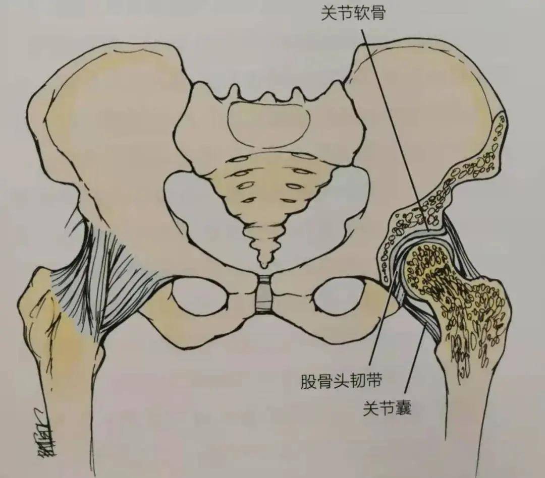 髋关节的常见问题及解决方法—宁波正骨