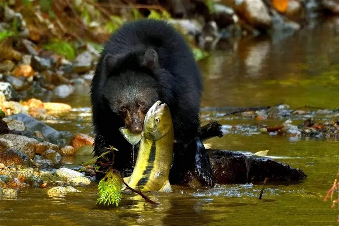 熊吃鱼描写