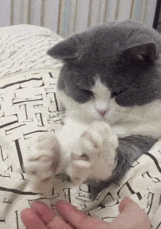 喵:握手?对我而言,这叫