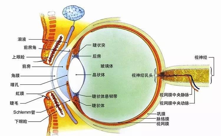 我们一起了解眼球结构