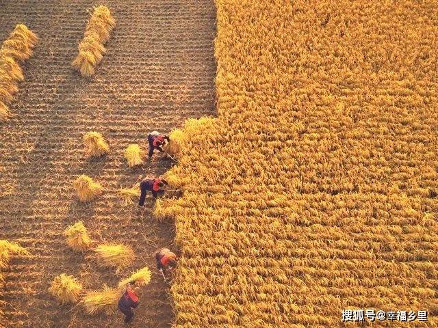 稻田丰收 | 幸福乡里浅谈 :"在河南老家第一次收水稻是种怎样的体验?