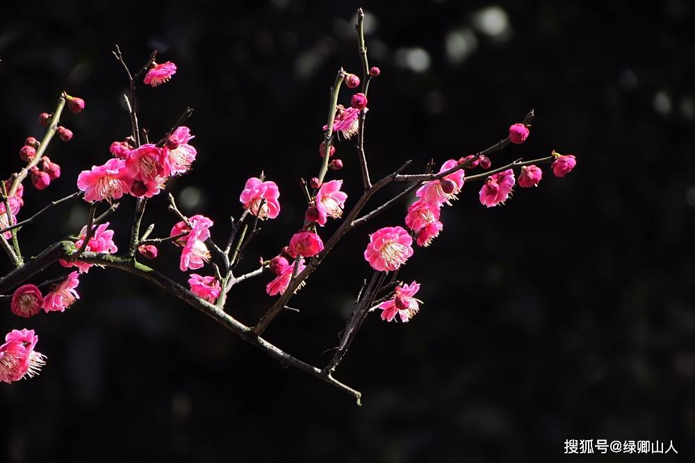 墙角数枝梅,凌寒独自开—梅花