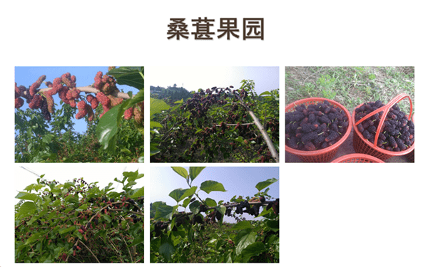 孝果酝佳酿，沃奇润客心（图4）