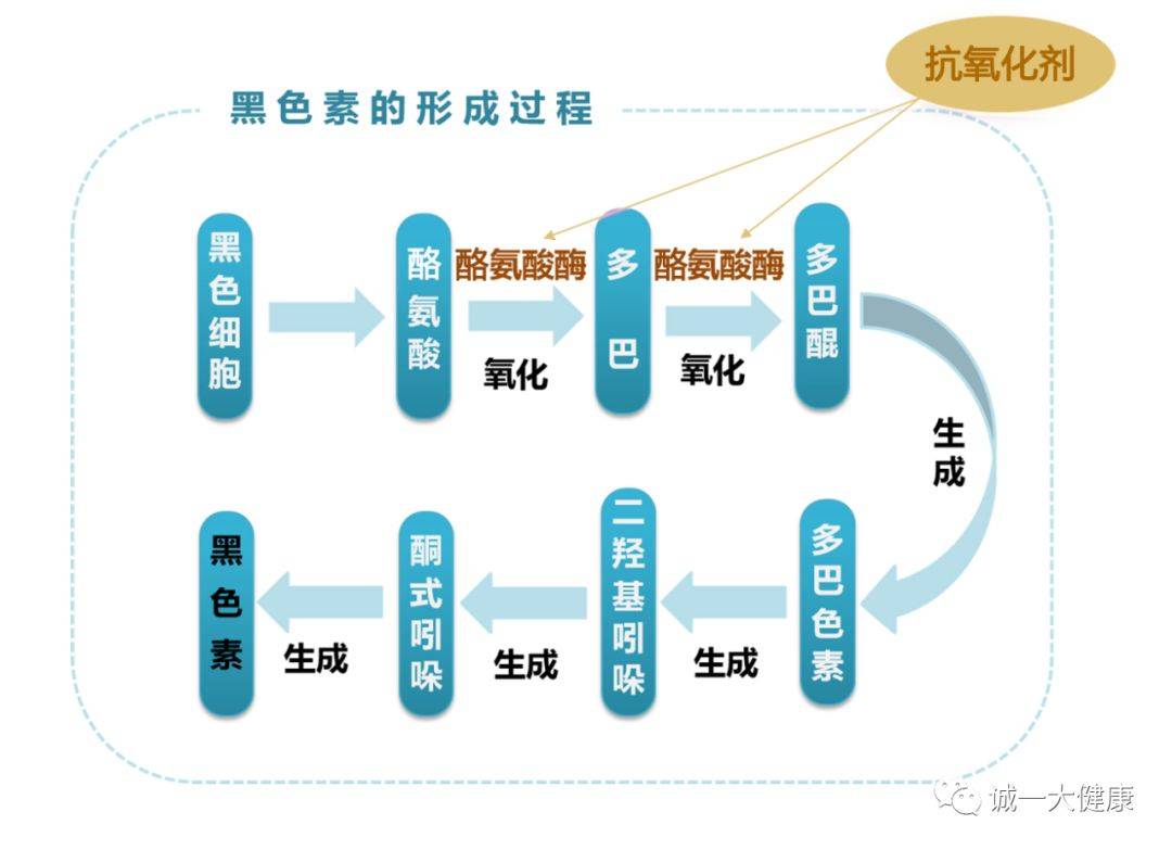 重点是第二点,如何 阻断黑色素的形成