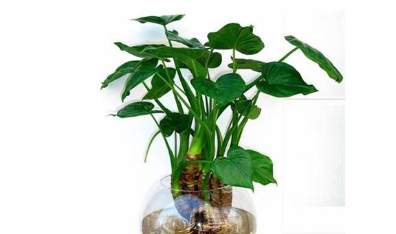 龟背竹怎么养才能不散 3637ad3177d64ffc8c58c5988fb21f90.jpeg