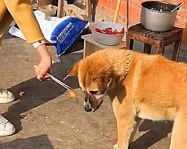 狗为啥吃自己孩子 3bba229801434926b3abc67b17520ff9.jpeg