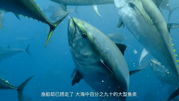 世界上最大的鲸鱼 9736de7f73f046ac830502fe7b79af92.png