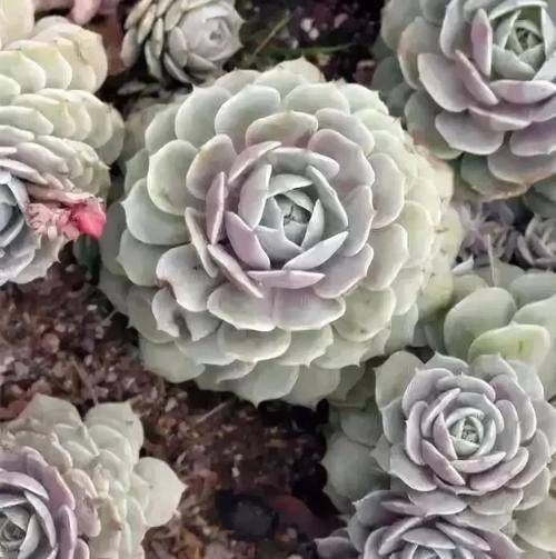 多肉怎么养叶片饱满不疯长 cf82f81f192b4513988298e56454e5de.jpeg