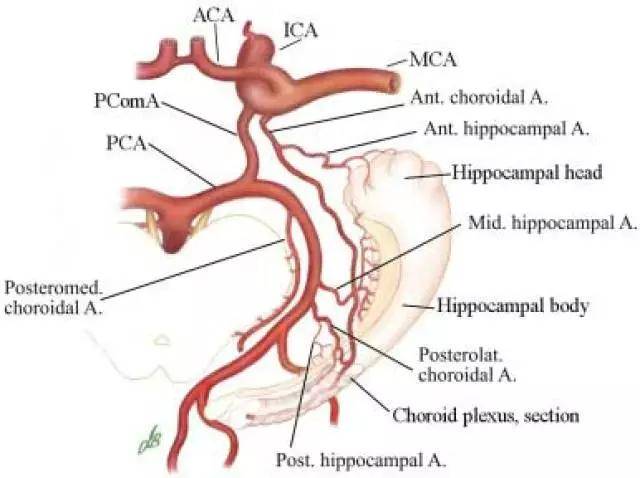 认识脉络膜前动脉:从解剖到临床