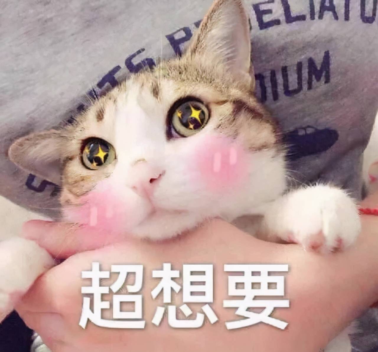 猫猫表情包我要把你摁在墙上亲亲