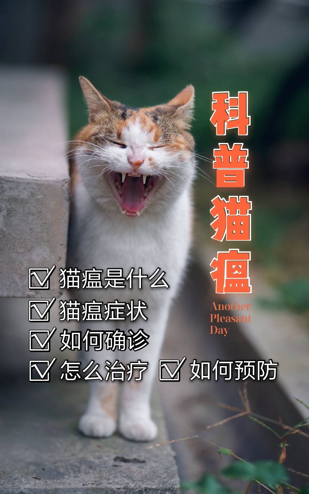 科普猫瘟(猫瘟怎么治)_手机搜狐网