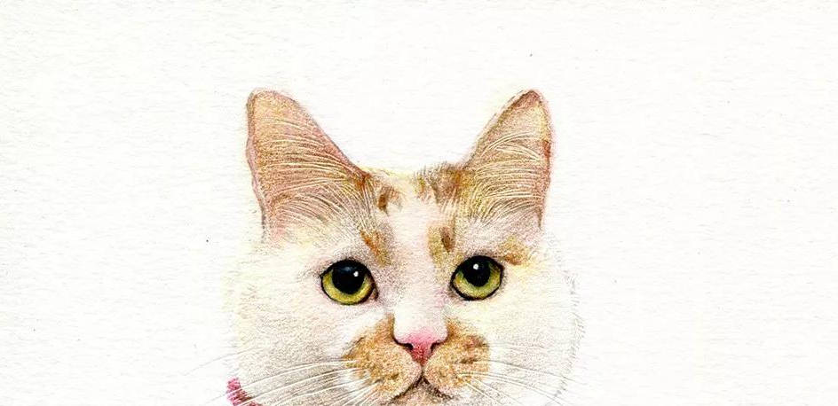 小孩子怎么画猫教程 c0bcb986fda34d8e80182389166c2e27.jpeg