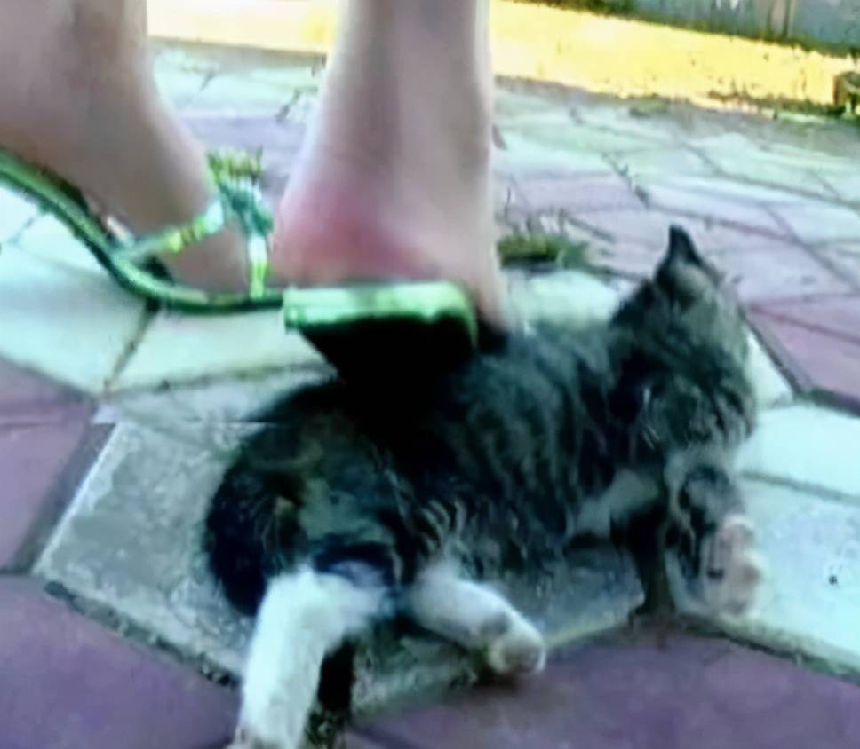 2006年2月,一网友公布了一组虐猫视频截图,一名时髦女子用高跟鞋将