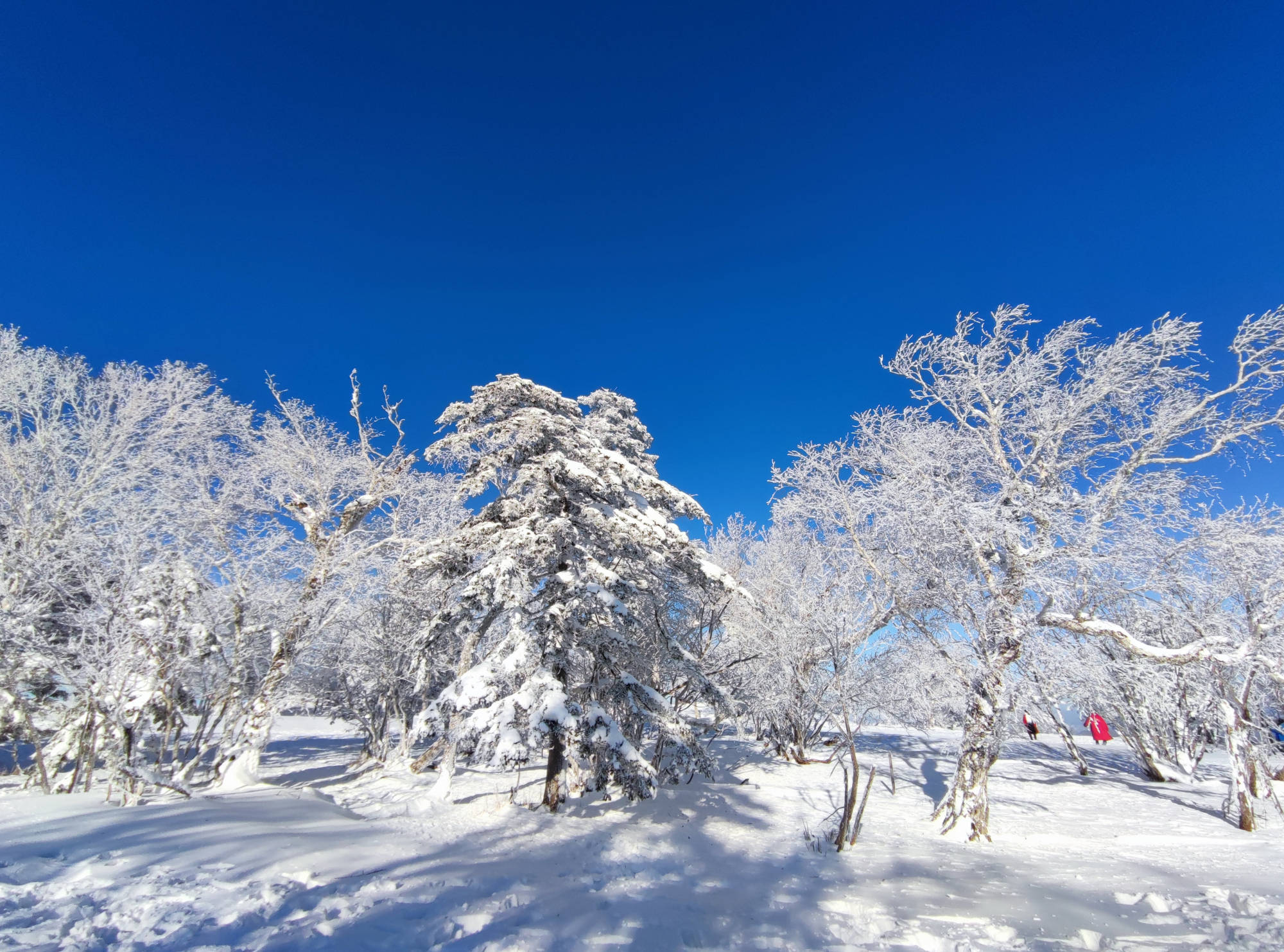 热奶茶20元，水饺38元，雪乡明码标价还标重量为何还惨遭吐槽？