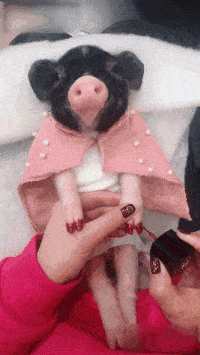 6.本命年一定要做个精致的小猪猪!