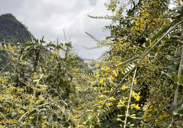 山豆根种植放什么肥料高效不伤作物