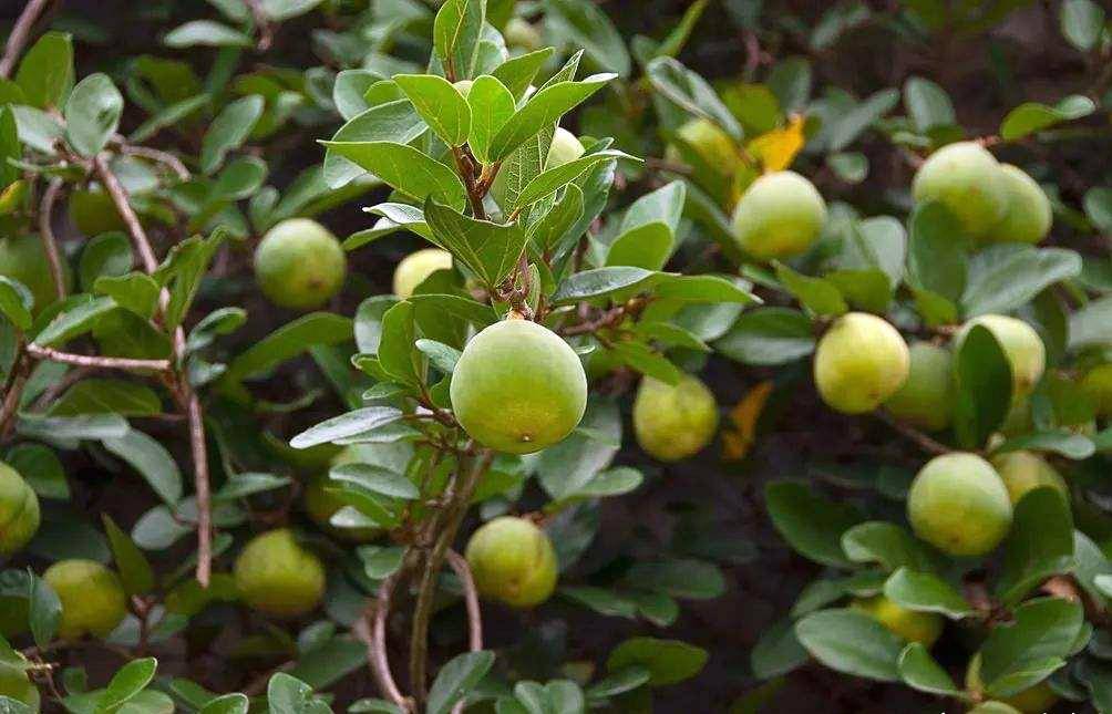 4月开花的"凉粉果"不是野花,结的果实可用来做天然凉粉