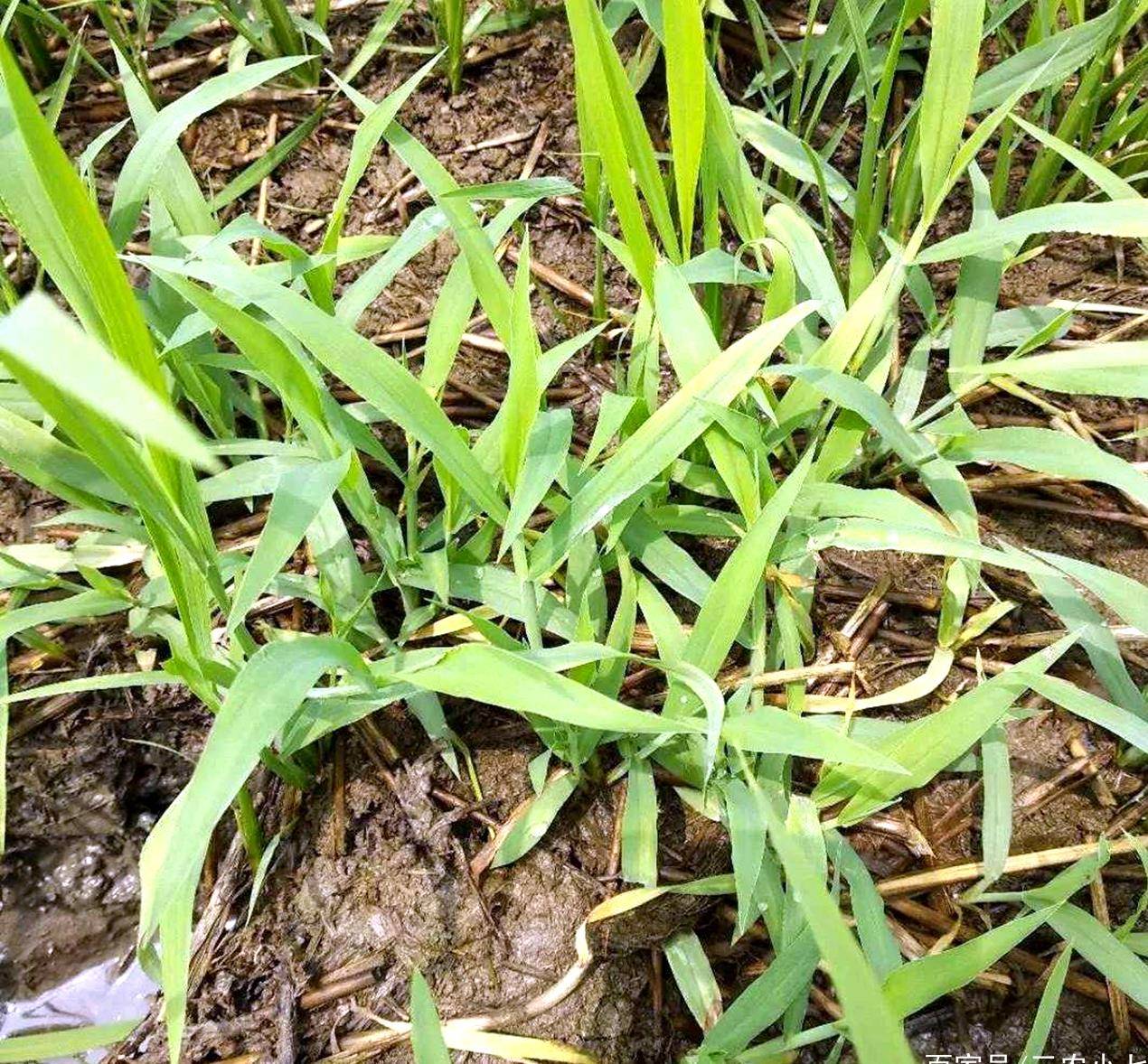 短毛金线草-神农架植物-图片