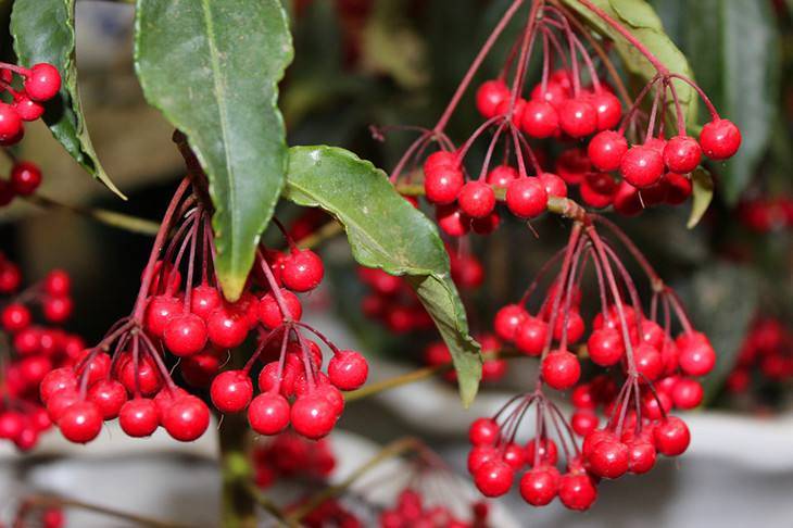 富贵子的养殖方法 2800e79229c34cc8a3167c3a3ac17970.jpeg