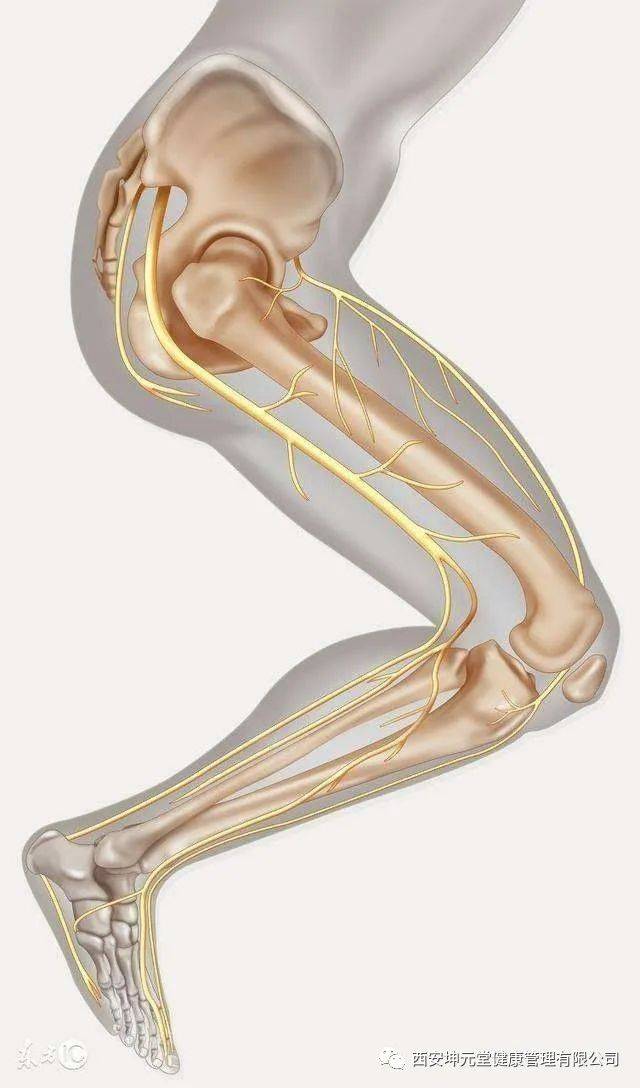 坐骨神经痛常表现为臀部,大腿后侧及小腿后外侧的疼痛.