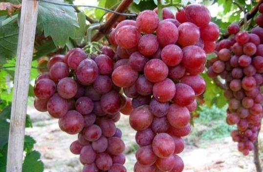 现在能种植葡萄吗 59ba5649a69141f88f791fe2c06052fd.jpeg