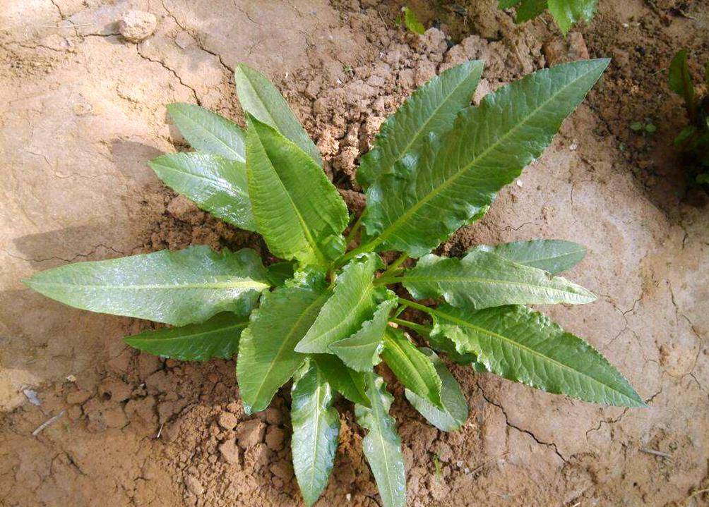 农村一种植物,根含"黄金",烫火锅味道好,是城里人喜欢