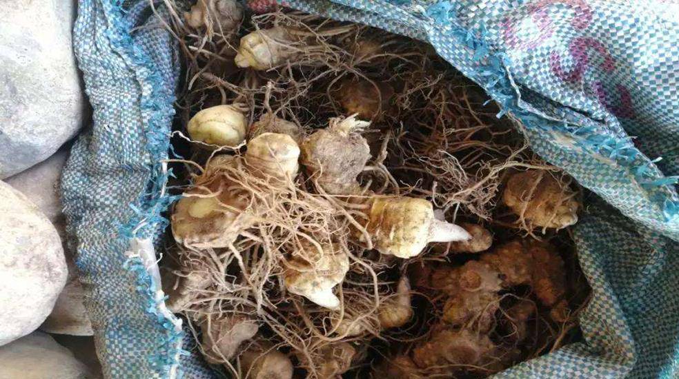 啥时候种黄精 de07c53276184a7fb70ecc80eec0d409.jpeg